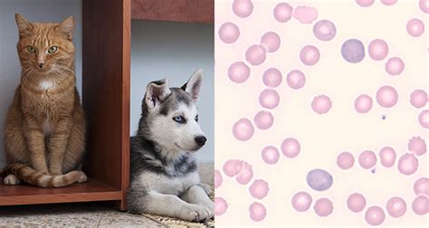 Anemia Nel Cane E Nel Gatto Diagnosi E Classificazione