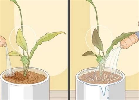 Guide To Pruning A Peace Lily. Peace lilies are beautiful houseplants ...