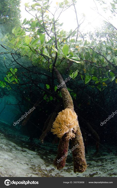 Amazing Underwater Picture Tree Roots Yellow Corals Stock Photo by ...