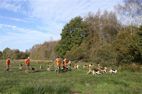 La Battue Aux Chiens Courants Association Nationale Des Chasseurs De