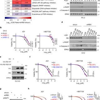 The Schema Depicting The BET Inhibitor Resistance In PCa Cells Due To