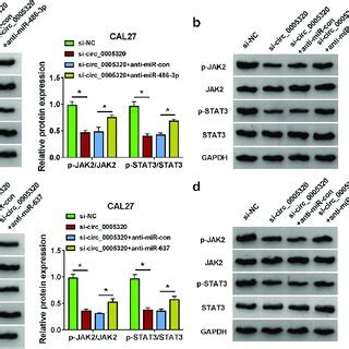 Circ 0005320 Is Highly Expressed In OSCC Tissues And Cells A