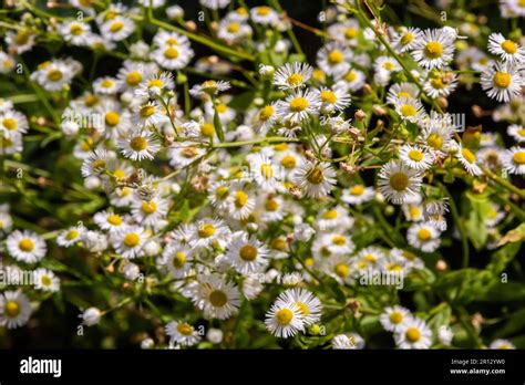 Erigeron Annuus Known As Annual Fleabane Daisy Fleabane Or Eastern