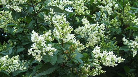 Korean Privet – Dempsey Nurseries