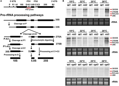 Frontiers Involvement Of Rrna Biosynthesis In The Regulation Of Cuc1