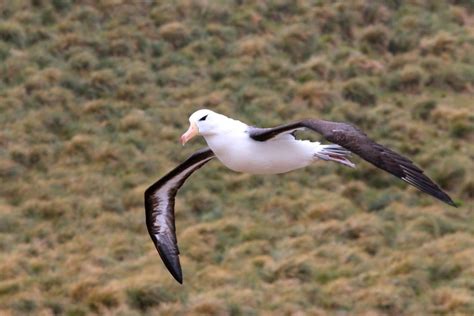 World Albatross Day 2021 Wildlife Around The World