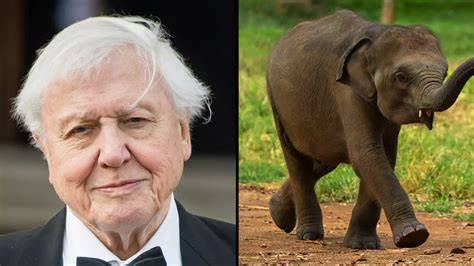 David Attenborough defended not saving dying baby elephant because of ...