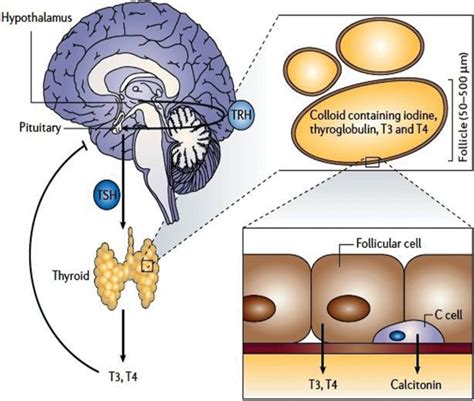 Molecular Alterations And Expression Dynamics In The Etiopathogenesis