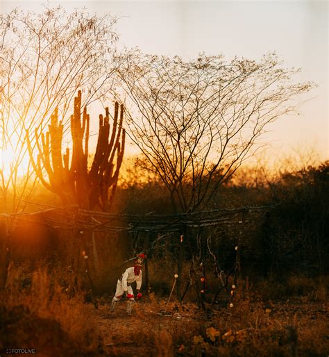 La Danza Del Venado 3