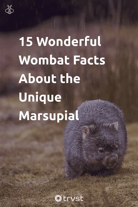 Top 10 Most Amazing Facts About Wombats Quick Wombat Facts 55 Off