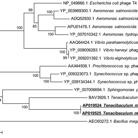 Phylogenetic Analysis Based On The Terminase Large Subunit Of Jumbo