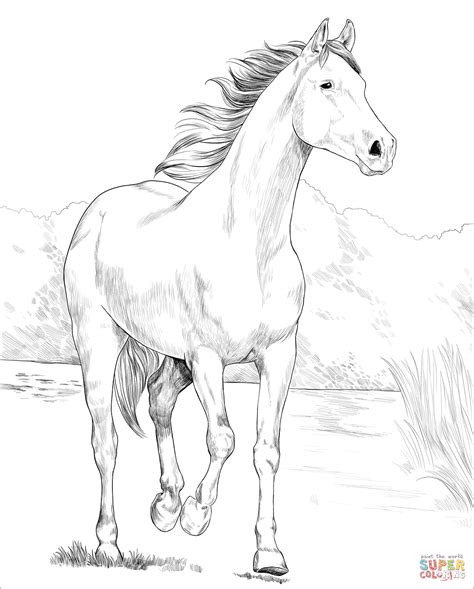 Shagya Arabian Horse coloring page | Free Printable Coloring Pages