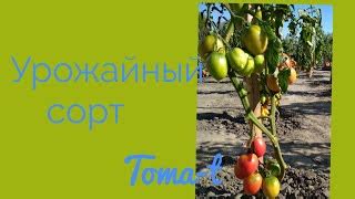 Томат Сызранская пипочка: отзывы, описание сорта, фото, видео, отзывы ...
