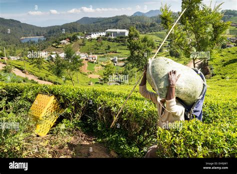 Nuwara Eliya Pedro Tea Estate tea factory & plantation in the hill ...