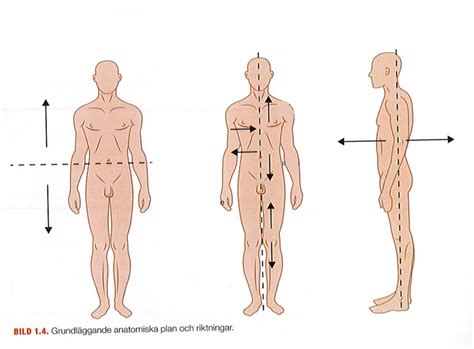 Anatomiska Plan Och Riktningar Diagram Quizlet