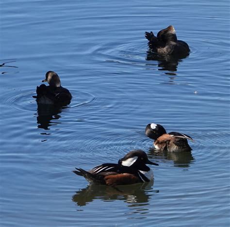 Hooded Merganser