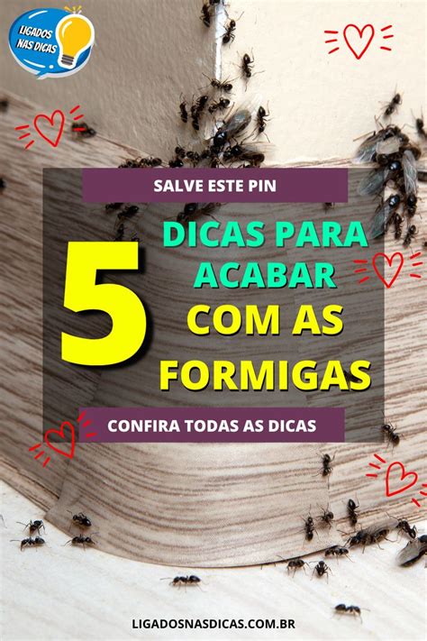 Como Acabar Formigas Na Casa 5 Dicas Para Seguir Formigas Em