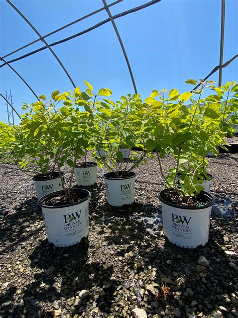 Cotinus Coggygria Winecraft Gold® Loma Vista Nursery