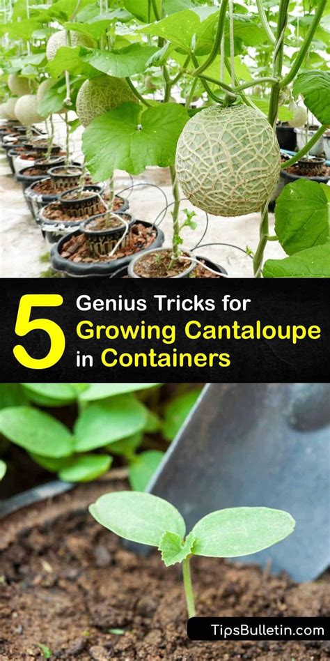 5 Genius Tricks For Growing Cantaloupe In Containers Growing