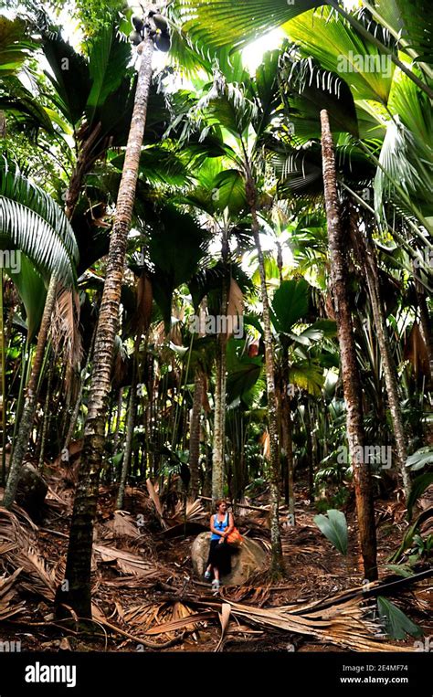 Woman Looking The Giant Leaves Of Sea Coconuts Palm Lodoicea Maldivica