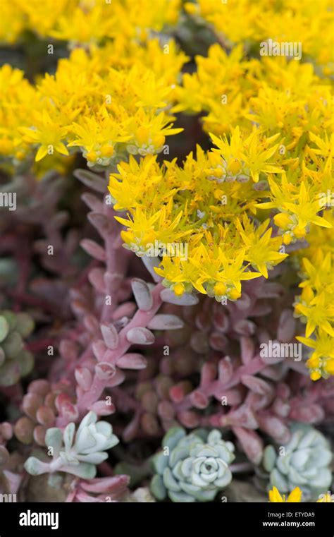 Sedum Spathulifolium Cape Blanco Spoon Leaved Stonecrop Cape Blanco