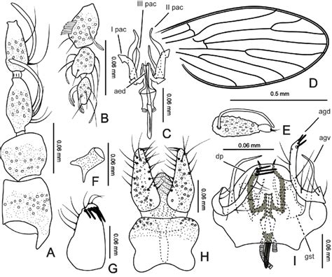 A I Trichomyia Confusa Sp Nov A Scape Pedicel And Basal