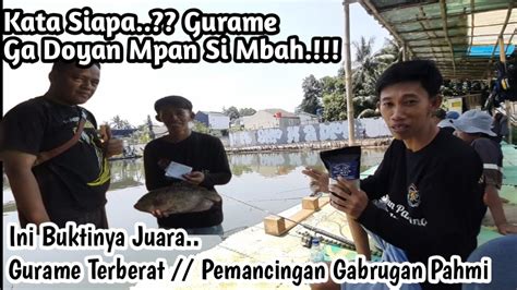 Umpan Sederhana Mancing Gurame Di Kolam Harian Pemancingan Gabrugan