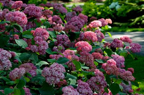 Купить Гортензия древовидная Бэлла Анна Hydrangea Arborescens Вella