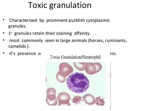 White Blood Cells Morphology Chart