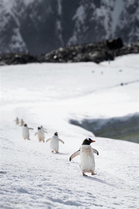 Why Do Emperor Penguins Live In Antarctica? - Save The Eagles