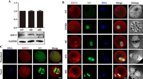 Expression And Localization Of KIF15 In Mouse Oocytes A Western Blot