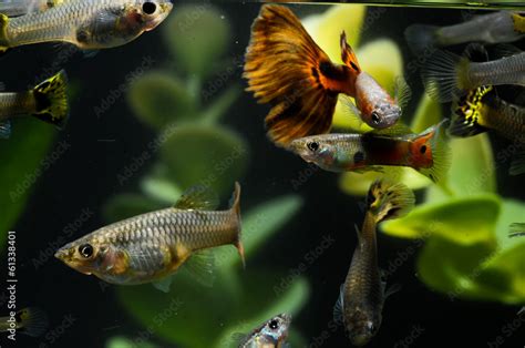 Guppy Multi Colored Fish Stock Photo | Adobe Stock