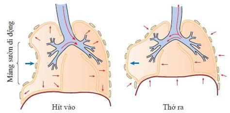 Sơ Cấp Cứu Chấn Thương Ngực Theo Hướng Dẫn Của Bộ Y Tế Vinmec