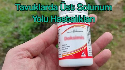 Tavuklarda üst solunum yolu hastalıkları Tavuklarda CRD hastalığı