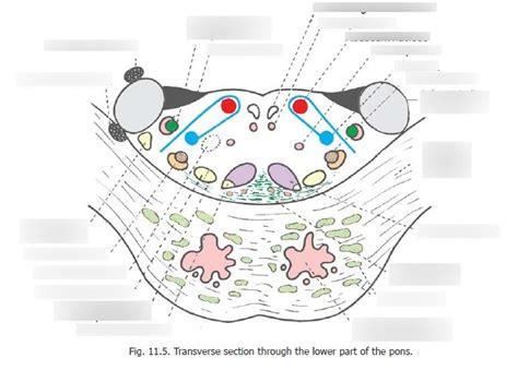 VCU DPT Neuroanatomy Cross Sections Transverse Section Lower Pons