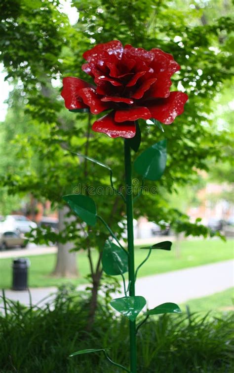 Red Rose of Lancaster with Blurred Background Stock Image - Image of ...