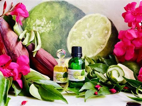 Kaffir Lime Essential Oil Essential Oil Apothecary