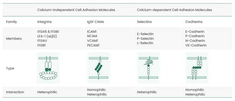 Cell Adhesion Molecules in Immune and Cancer Therapy | Immunology