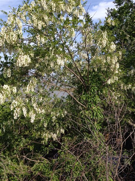 White wisteria tree. Eastern shore | Coastal gardens, Wisteria tree ...