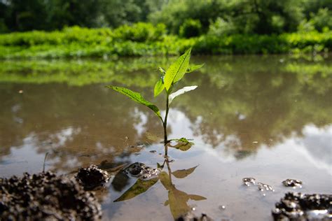 Passaic River Nj From Protected Swamplands To Polluted Newark