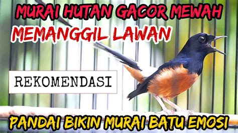 Pancingan Murai Batu Gacor Sekali Dengar Murai Batu Manapun Langsung