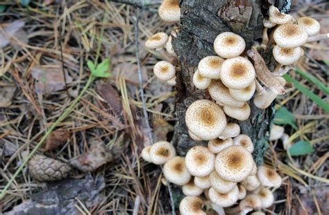 Edible Mushrooms Growing on the Tree Stock Photo - Image of natural ...