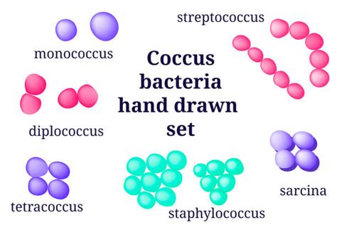 Diplococcus Illustrations, Royalty-Free Vector Graphics & Clip Art - iStock