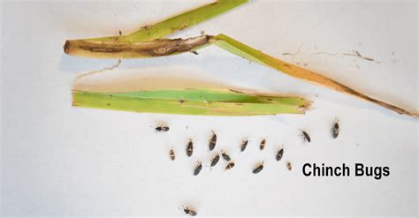 How To Identify Chinch Bugs And Chinch Bug Damage In St Augustine Grass Lawns I Love Turf