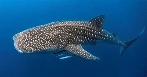 Whale Sharks: Facts, Threat, and Conservation | IFAW