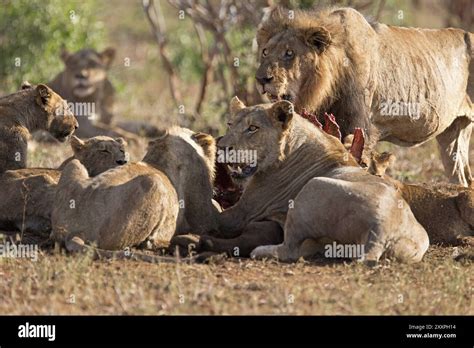 Pride of lions feeding on a buffalo Stock Photo - Alamy