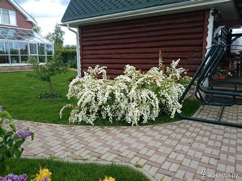 Сирень и чубушник (39 фото) » НА ДАЧЕ ФОТО