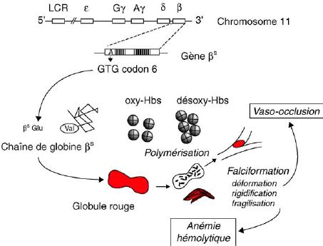 Mécanisme physiopathologique de base de la drépanocytose La mutation