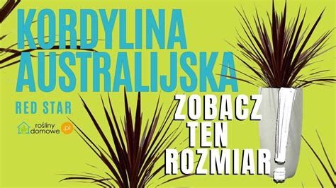 Kordylina Red Star Youtube