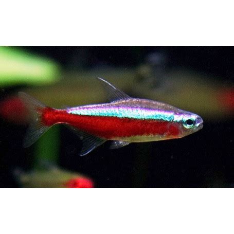 Tetra Cardenal Paracheirodon Axelrodi